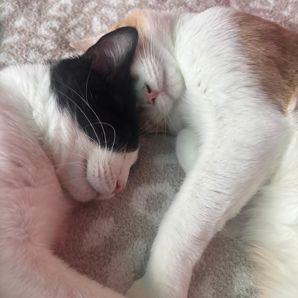 Enlarge Alex, a Adoptable Domestic Short Hair in Brookfield, WI image 3/5