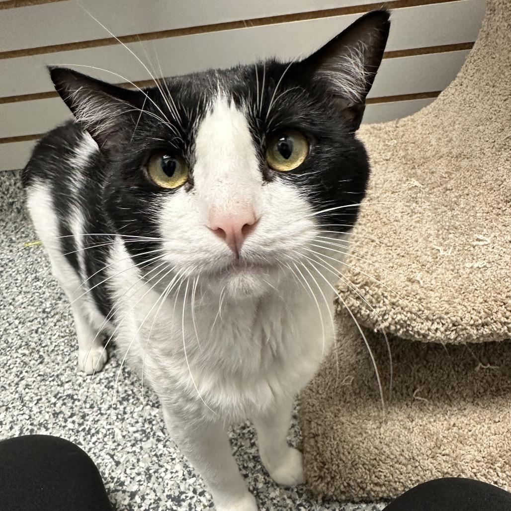 Enlarge Alex, a Adoptable Domestic Short Hair in Brookfield, WI image 5/6