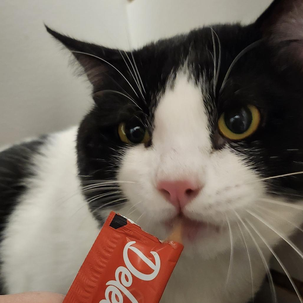 Enlarge Alex, a Adoptable Domestic Short Hair in Brookfield, WI image 4/5