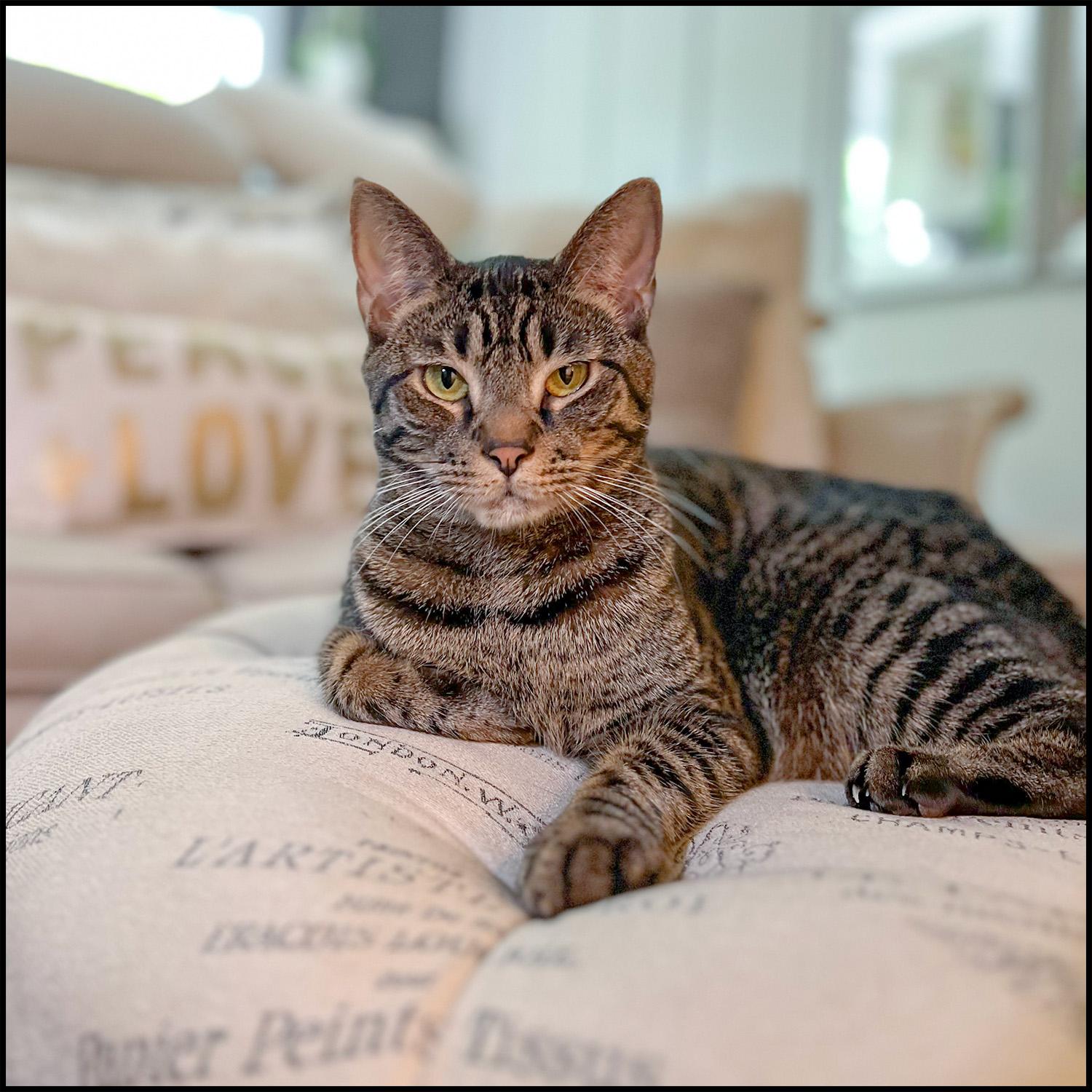Azzaro, adoptable, Adult Male Domestic Short Hair & Tabby.
