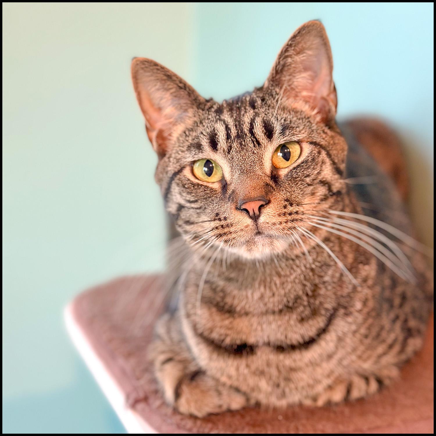 Azzaro, a Adoptable mixed breed in Roswell, GA image 1/2