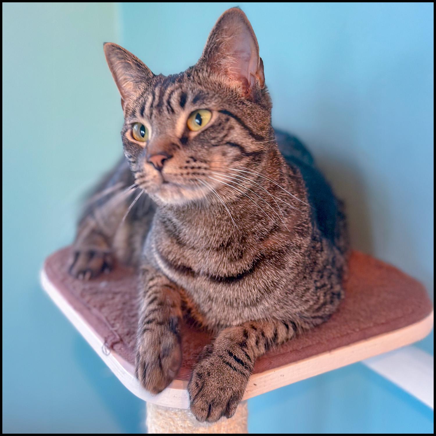 Azzaro, a Adoptable mixed breed in Roswell, GA image 2/2