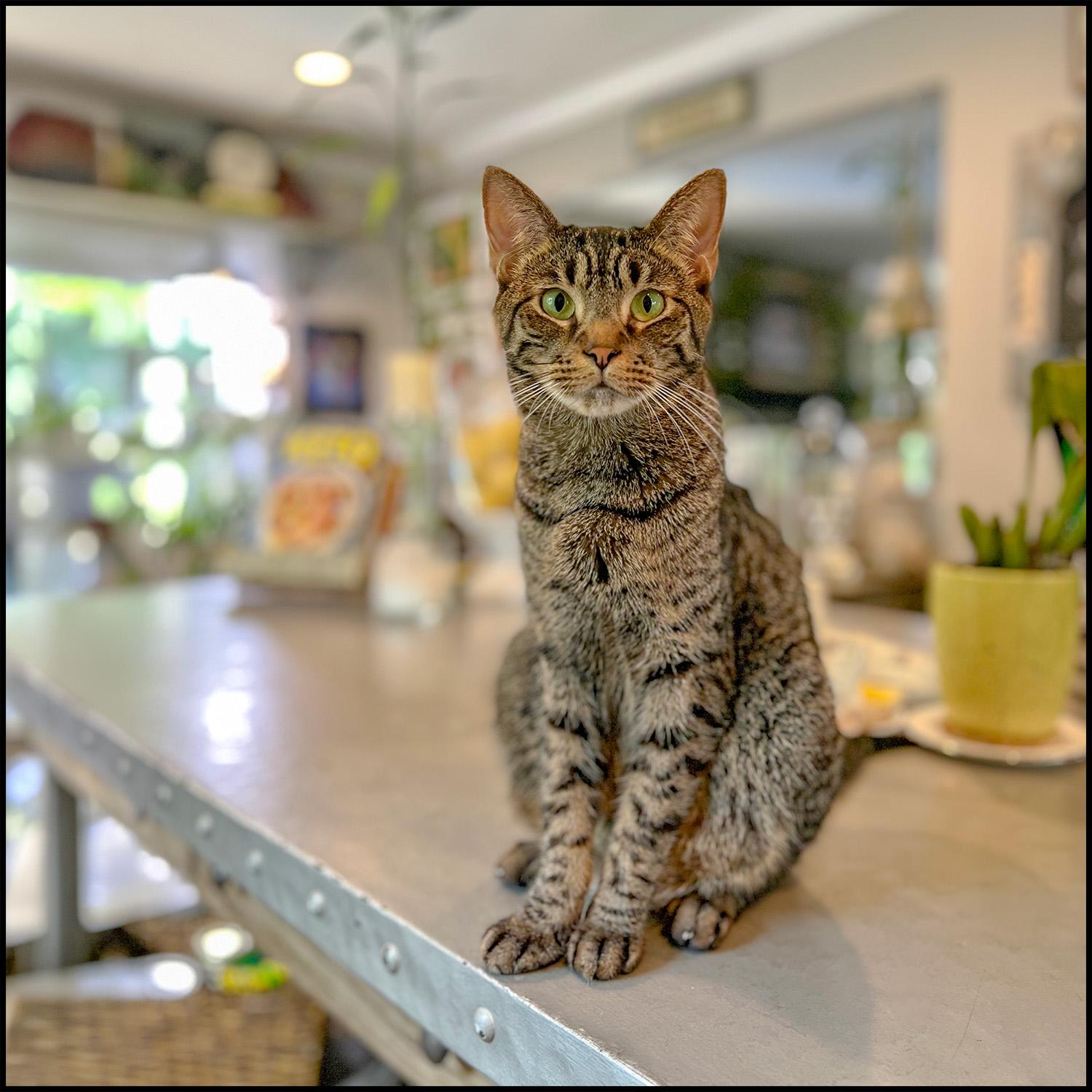 Azzaro, an adoptable mixed breed in Roswell, GA image 2/6