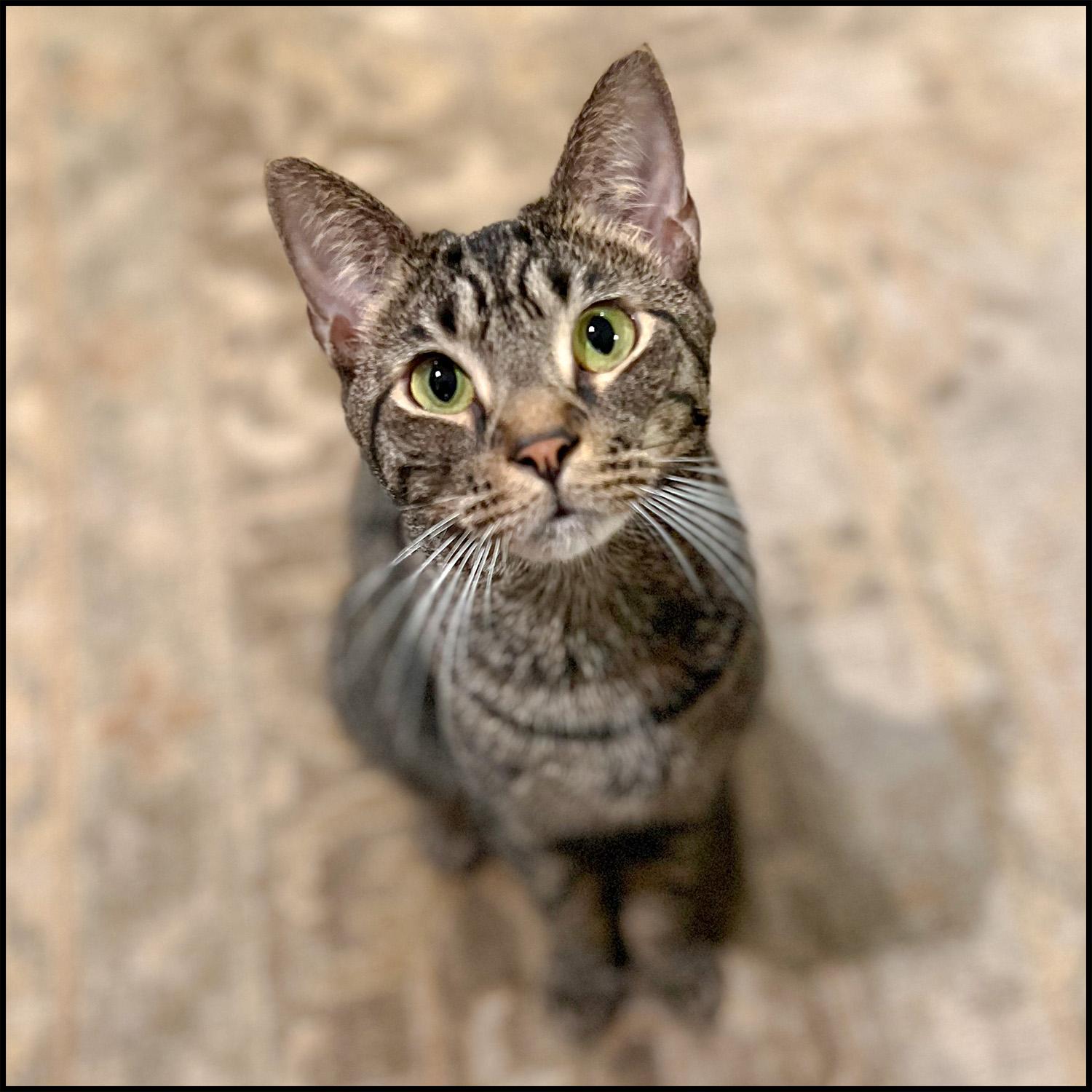 Azzaro, an adoptable mixed breed in Roswell, GA image 5/6