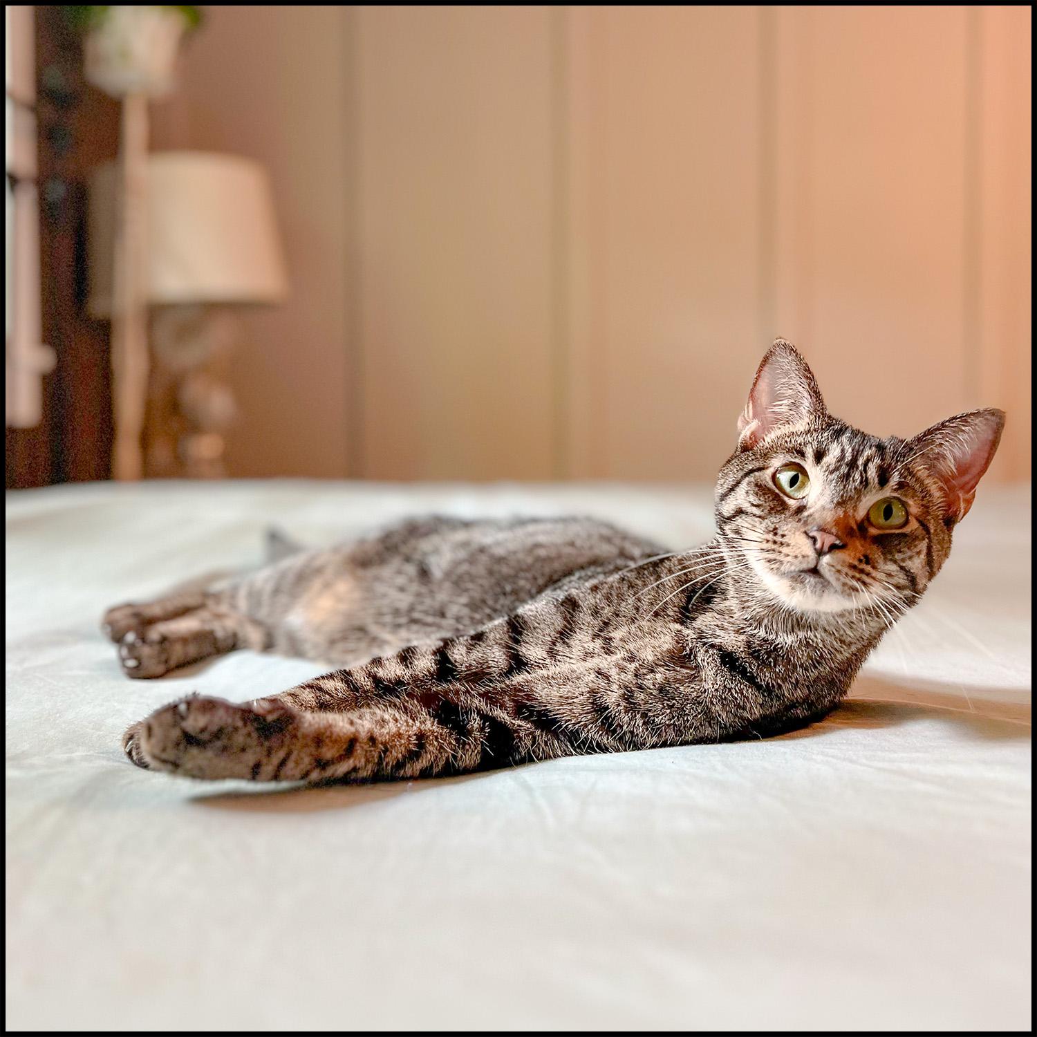 Azzaro, an adoptable mixed breed in Roswell, GA image 6/6
