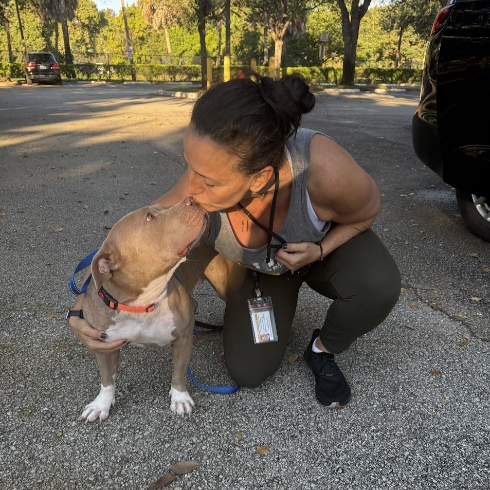 Mary Mira, Adoptable, Adult Female Mixed Breed.