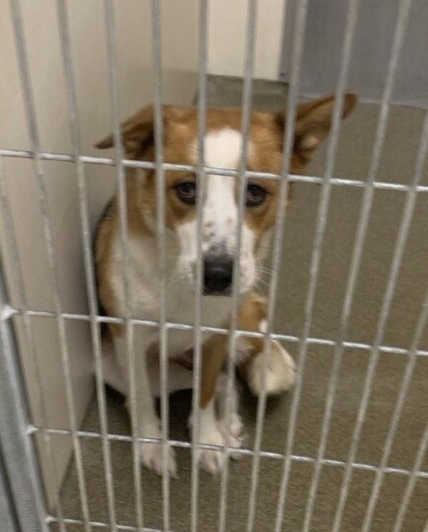 Enlarge Emma, a Adoptable mixed breed in Vancouver, WA image 2/4