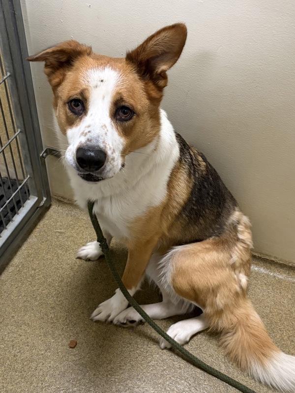 Enlarge Emma, a Adoptable mixed breed in Vancouver, WA image 3/4