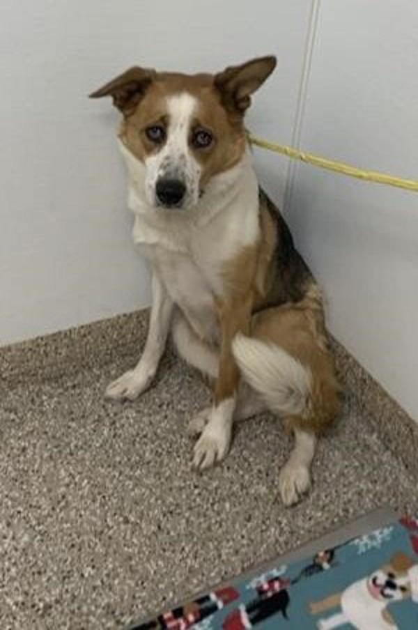 Enlarge Emma, a Adoptable mixed breed in Vancouver, WA image 4/4