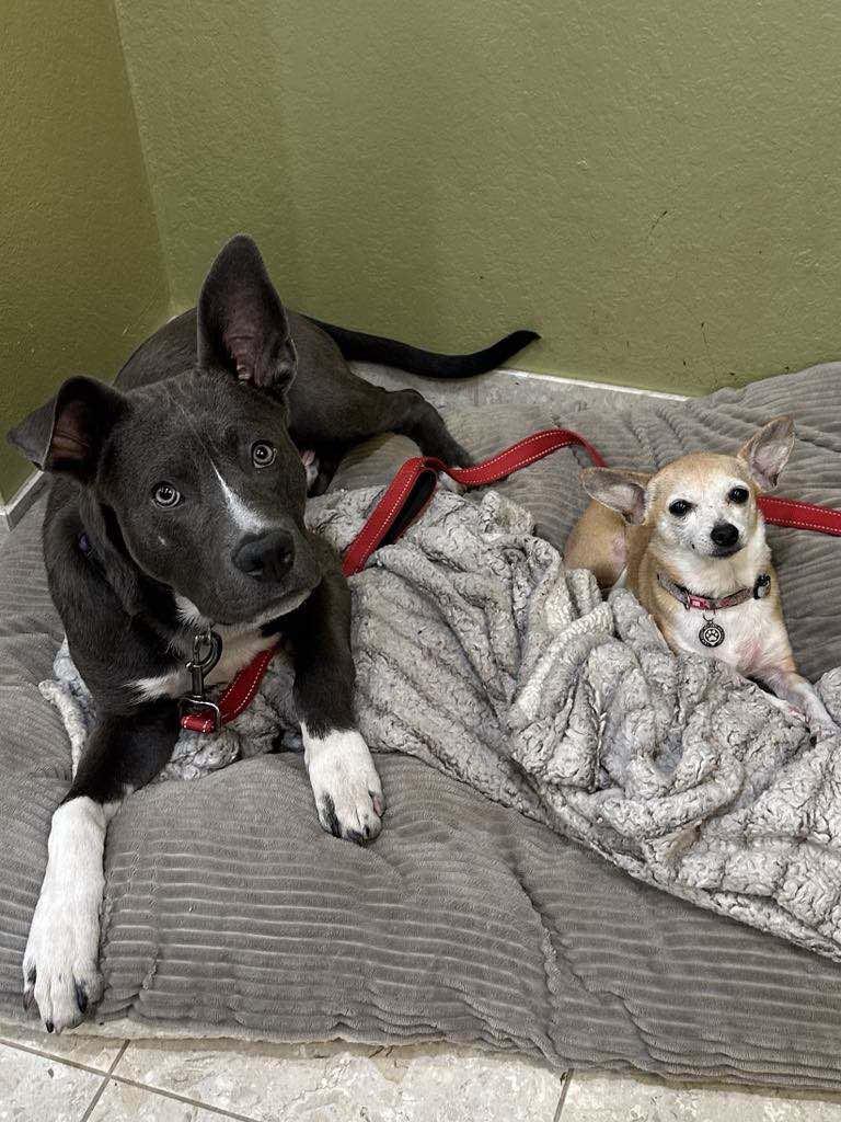 Baloo, Adoptable, Young Male Pit Bull Terrier.