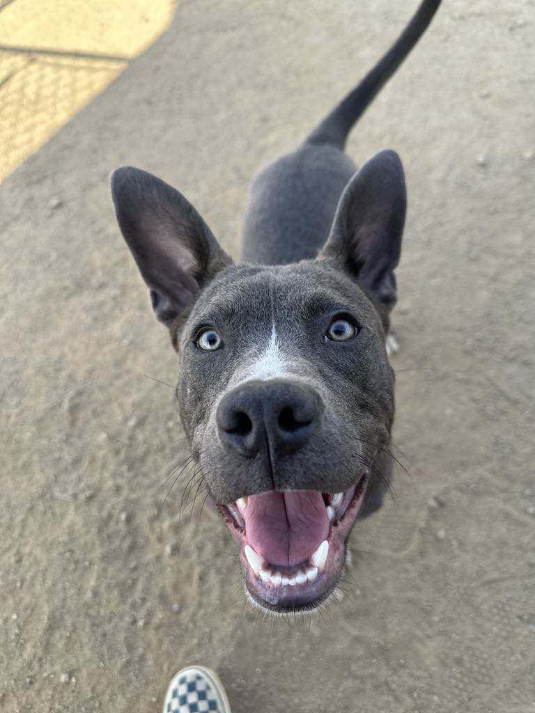 Baloo, a Adoptable Pit Bull Terrier in La Verne, CA image 2/3