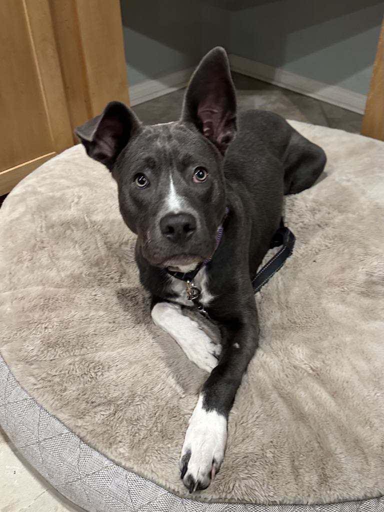 Baloo, a Adoptable Pit Bull Terrier in La Verne, CA image 3/3