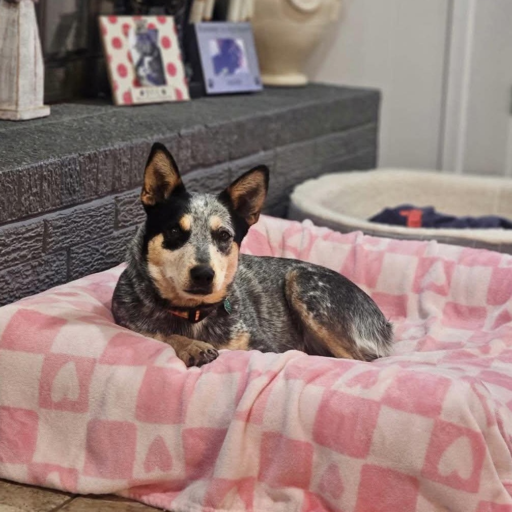 Della Rose , a ADOPTABLE Australian Cattle Dog / Blue Heeler in Pelham, NH image 1/6