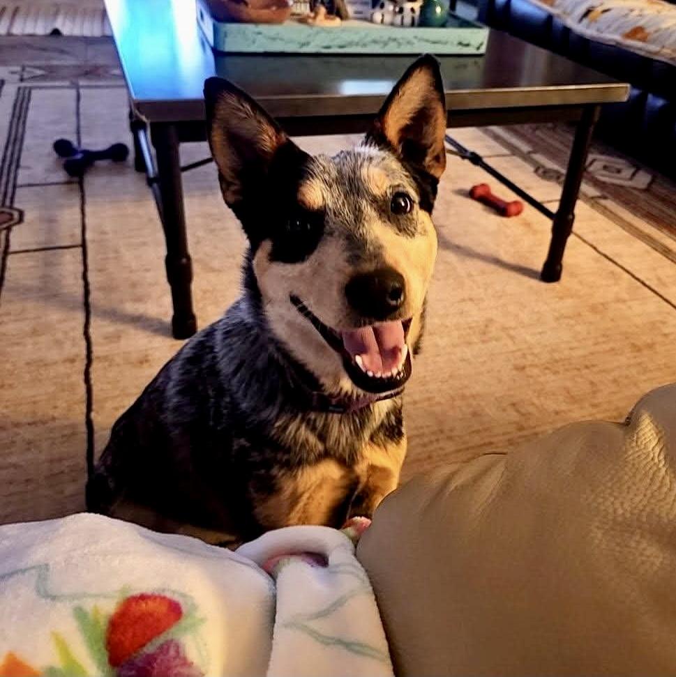 Della Rose , a ADOPTABLE Australian Cattle Dog / Blue Heeler in Pelham, NH image 6/6