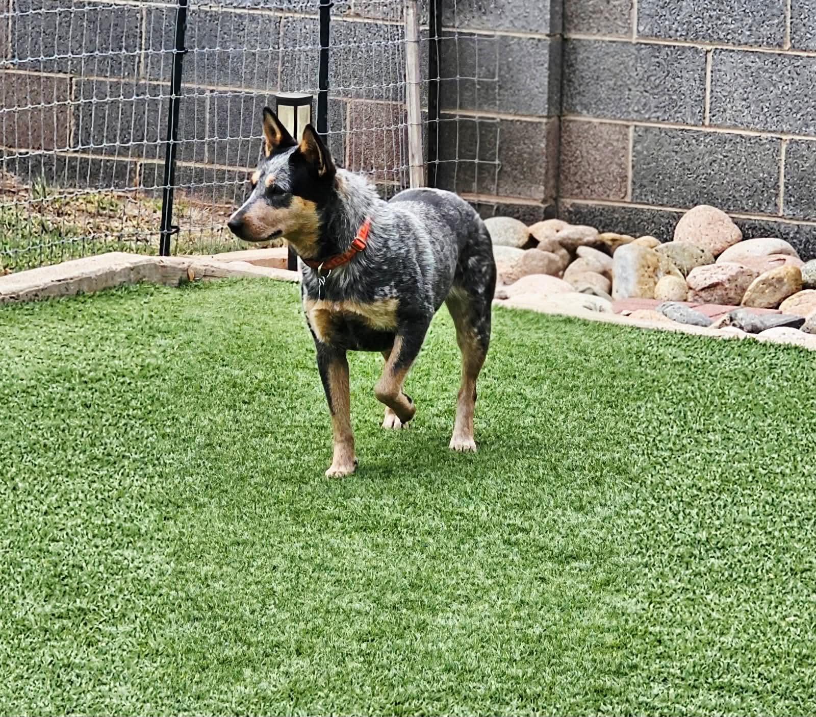 Della Rose , a ADOPTABLE Australian Cattle Dog / Blue Heeler in Pelham, NH image 4/6