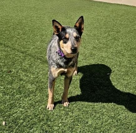 Della Rose , a ADOPTABLE Australian Cattle Dog / Blue Heeler in Pelham, NH image 5/6