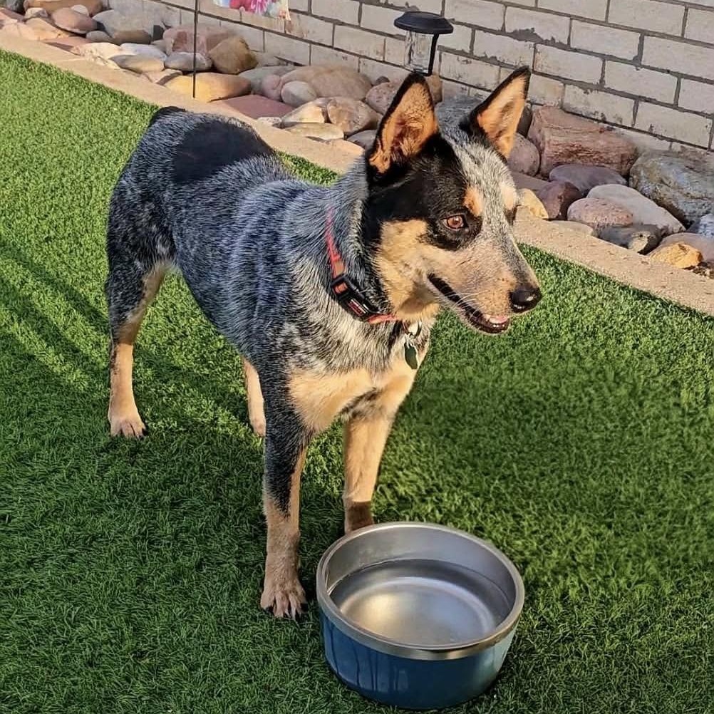 Della Rose , a ADOPTABLE Australian Cattle Dog / Blue Heeler in Pelham, NH image 3/6