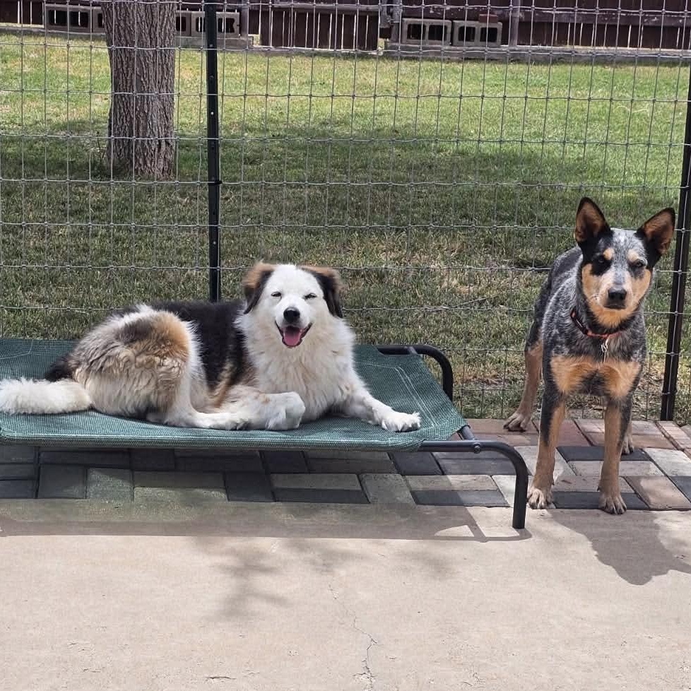 Della Rose , a ADOPTABLE Australian Cattle Dog / Blue Heeler in Pelham, NH image 2/6
