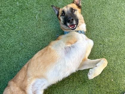 Nikon, Adoptable, Adult Male Belgian Shepherd / Malinois & Mixed Breed.