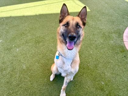 Enlarge Nikon, a Adoptable mixed breed in Phoenix, AZ image 2/3