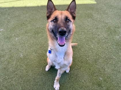 Enlarge Nikon, a Adoptable mixed breed in Phoenix, AZ image 3/3