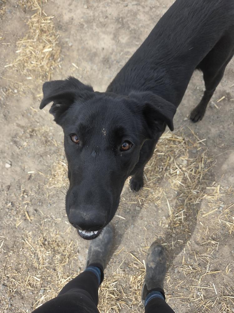 Enlarge Lana, a Adoptable Labrador Retriever in Salmon, ID image 1/3