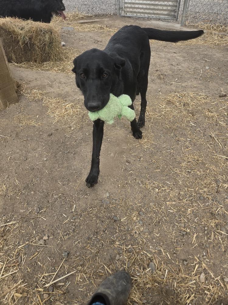 Enlarge Lana, a Adoptable Labrador Retriever in Salmon, ID image 2/3