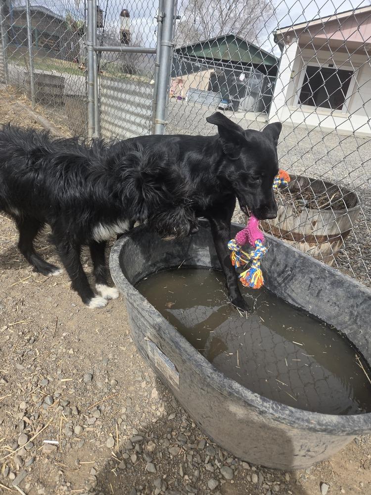 Enlarge Lana, a Adoptable Labrador Retriever in Salmon, ID image 3/3