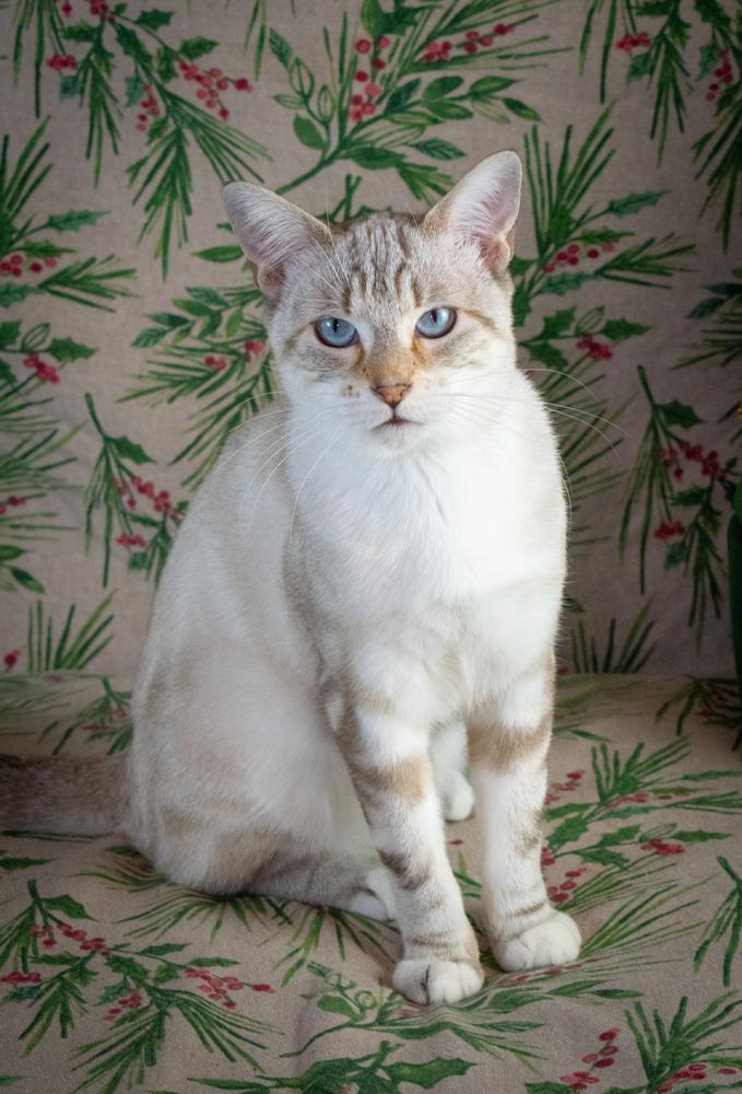 Enlarge Tiptoe, a Adoptable mixed breed in Richardson, TX image 1/6