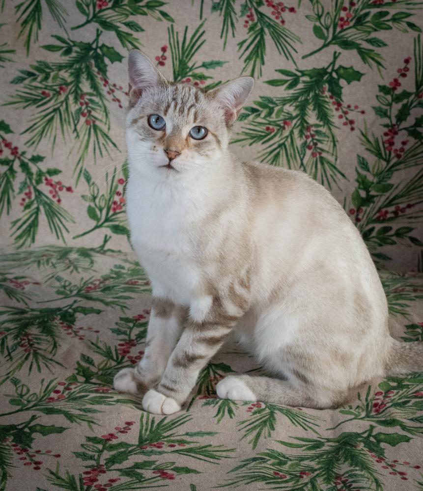 Enlarge Tiptoe, a Adoptable mixed breed in Richardson, TX image 3/6