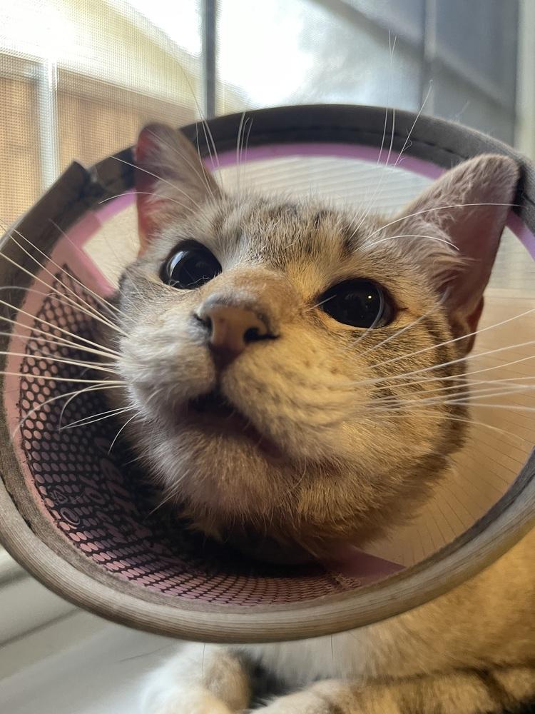 Enlarge Tiptoe, a Adoptable mixed breed in Richardson, TX image 4/6