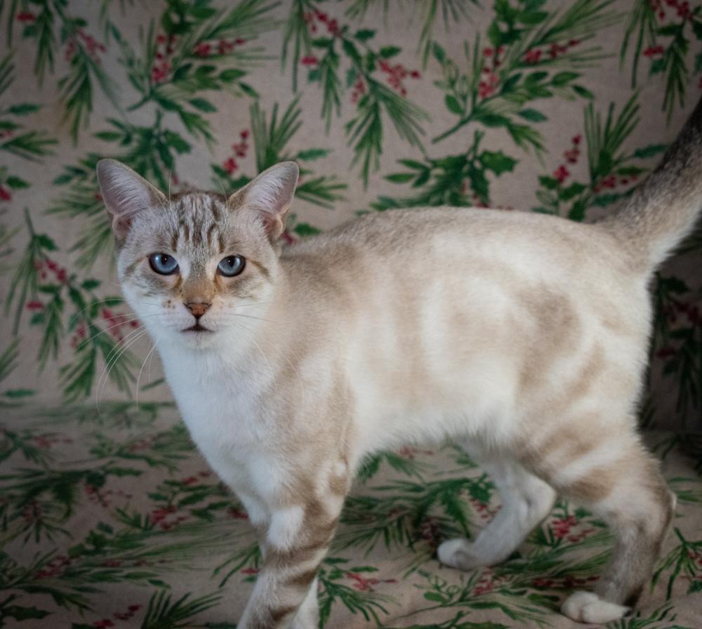 Enlarge Tiptoe, a Adoptable mixed breed in Richardson, TX image 6/6