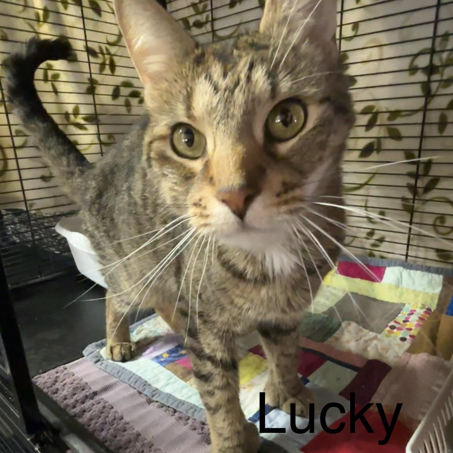 Lucky, Adoptable, Young Male Domestic Short Hair.