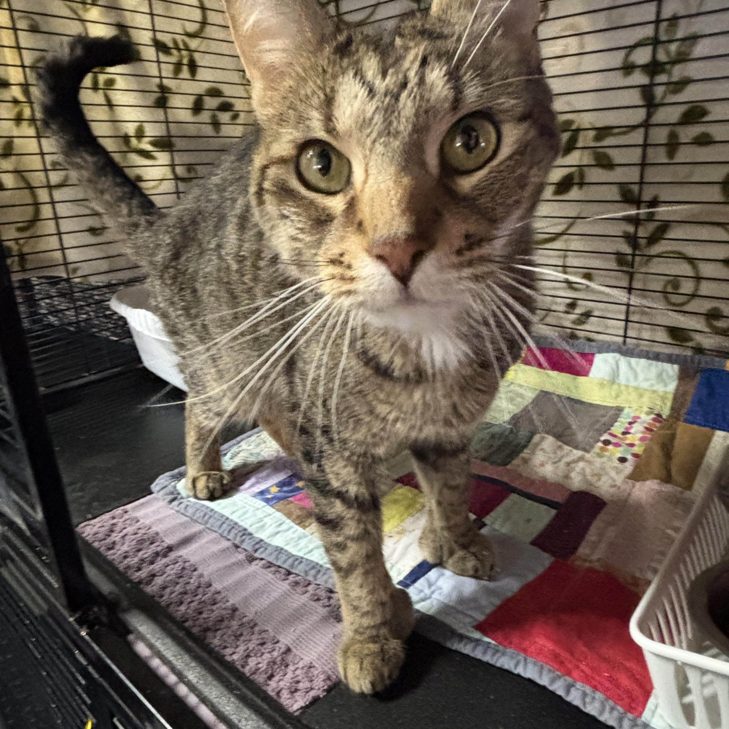 Enlarge Lucky, a Adoptable Domestic Short Hair in Cortland, NY image 3/4