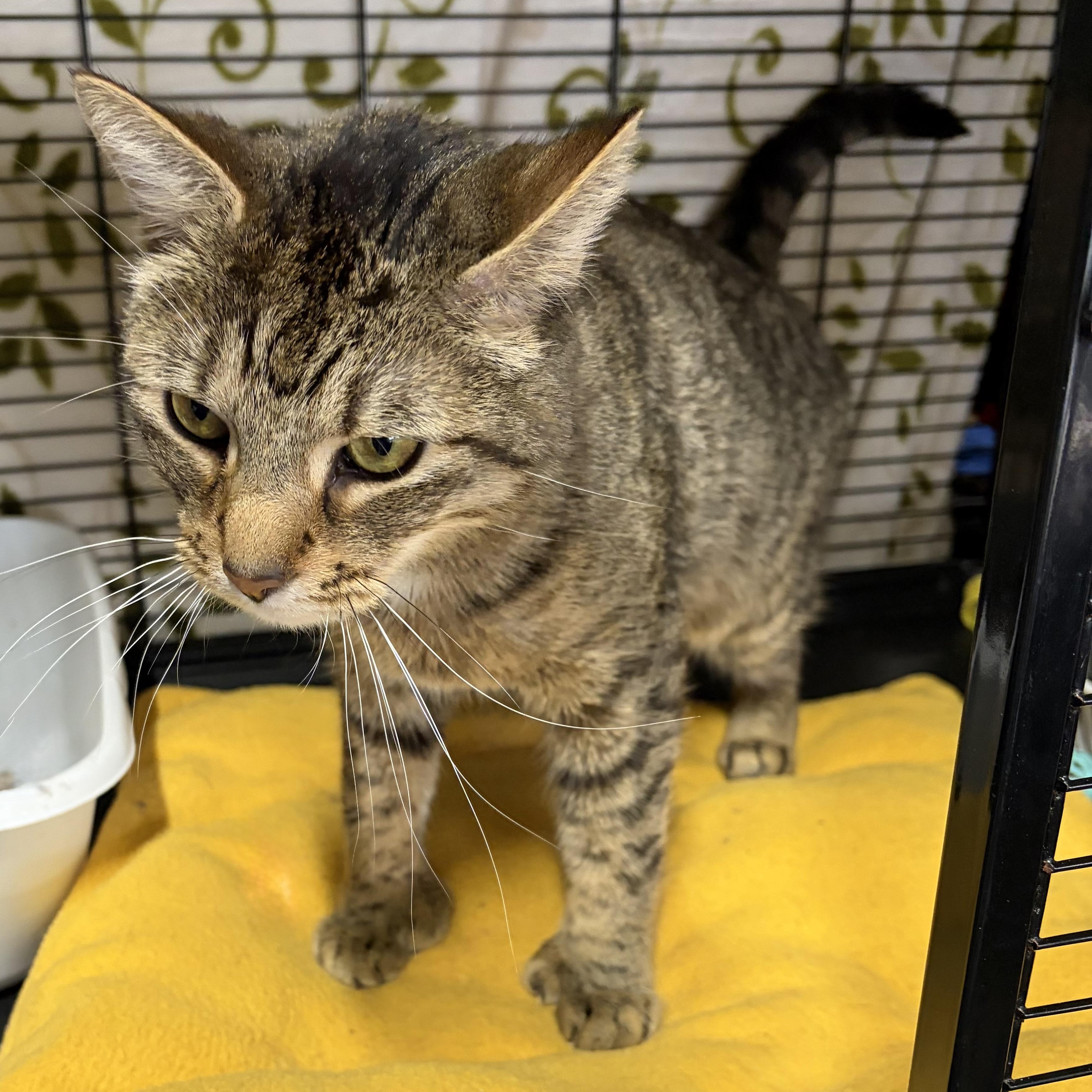 Enlarge Lucky, a Adoptable Domestic Short Hair in Cortland, NY image 4/4