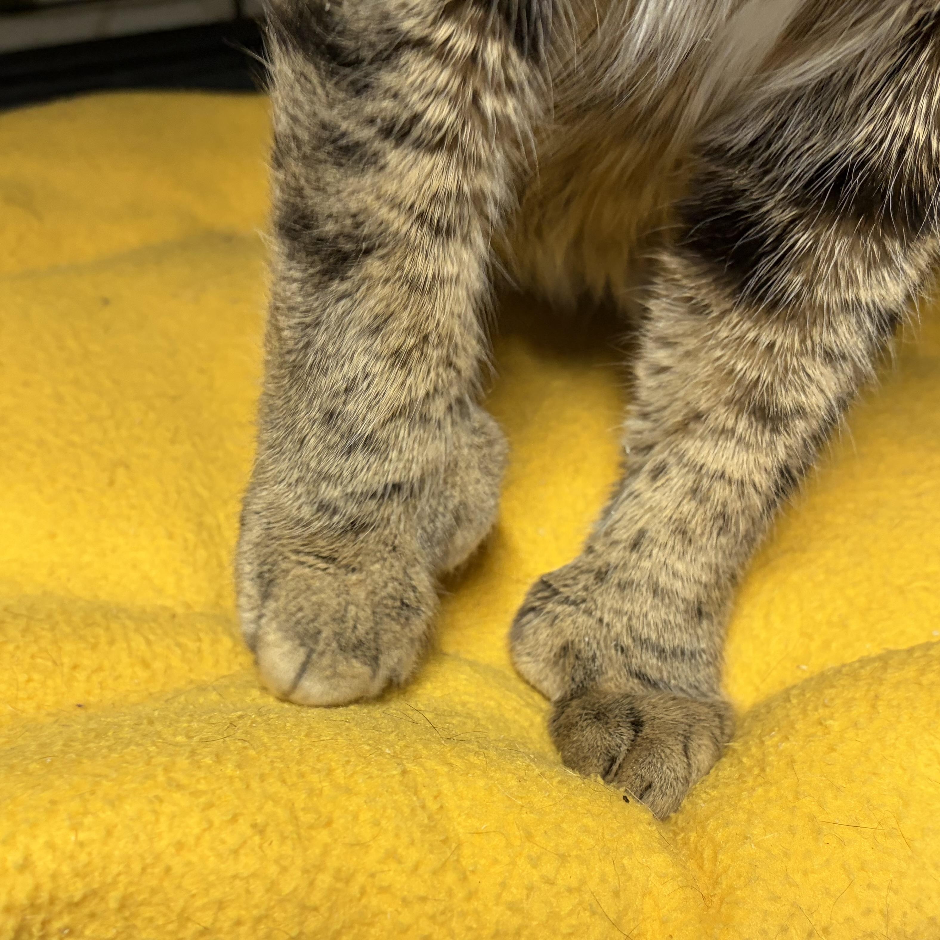 Enlarge Lucky, a Adoptable Domestic Short Hair in Cortland, NY image 2/4