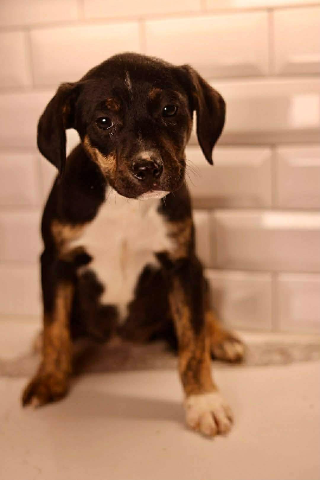 Elsa, Adoptable, Puppy Female Boxer.