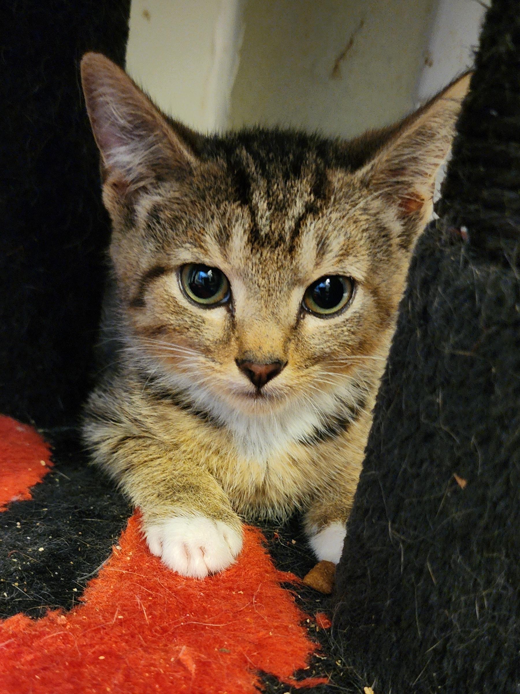 Richard, an adoptable Domestic Short Hair in Bristol, TN_image-1