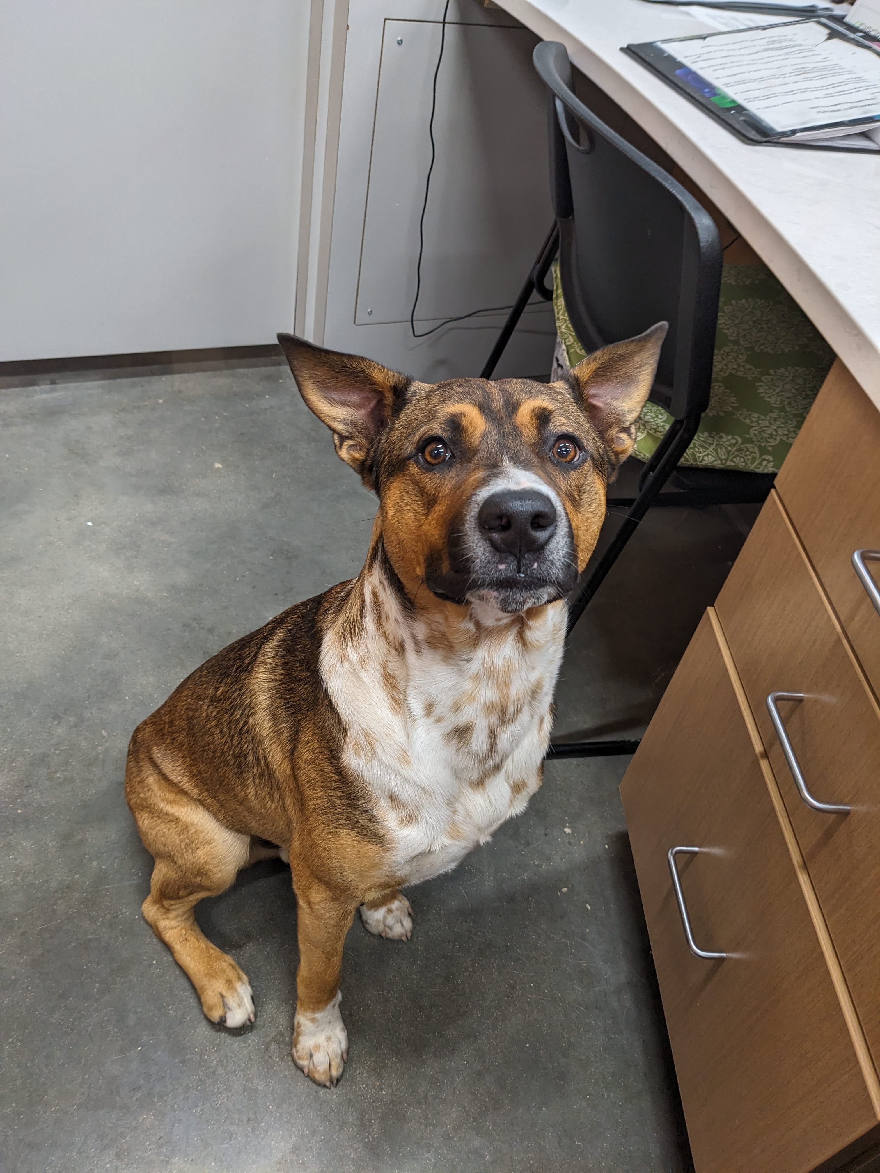 Boomerang, adoptable, Adult Male Mixed Breed.