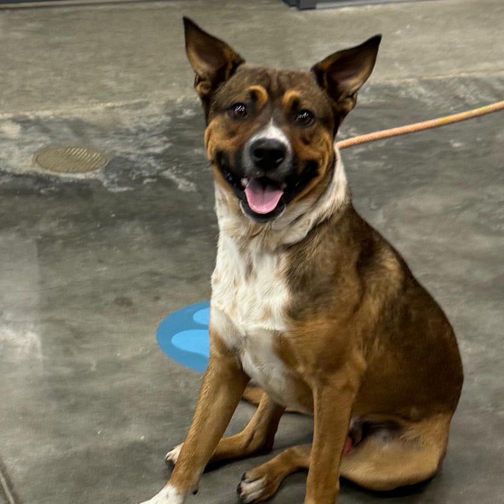 Boomerang, an adoptable Mixed Breed in Cape Girardeau, MO image 2/2
