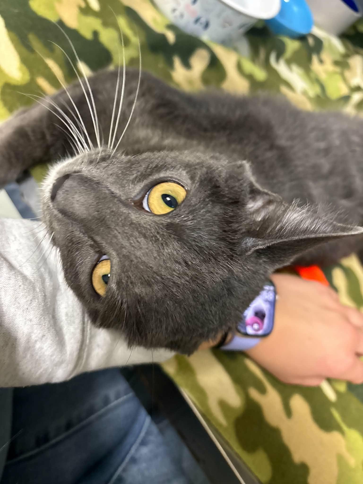 Enlarge Oogie, a Adoptable Domestic Short Hair in Lock Haven, PA image 2/2