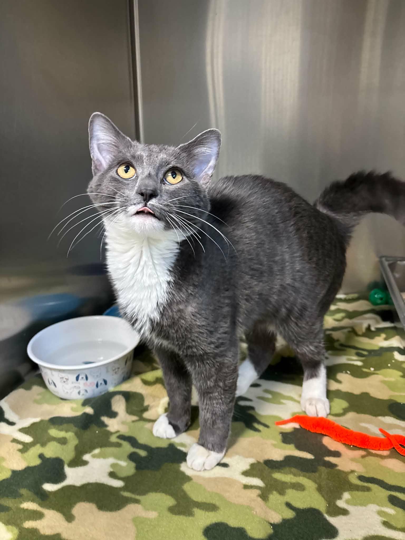 Enlarge Oogie, a Adoptable Domestic Short Hair in Lock Haven, PA image 1/2