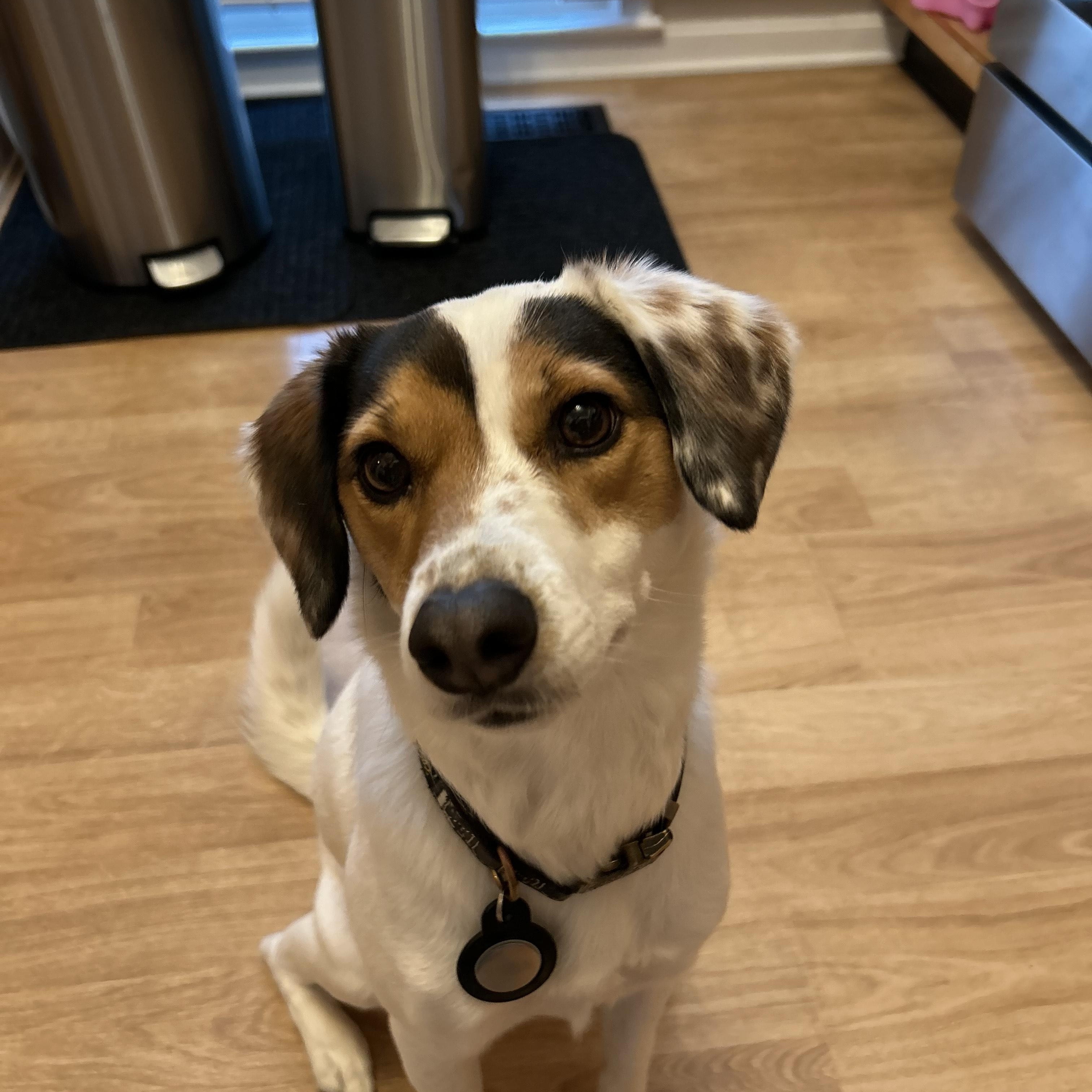 Lizzie OS, Adult Female Jack Russell Terrier