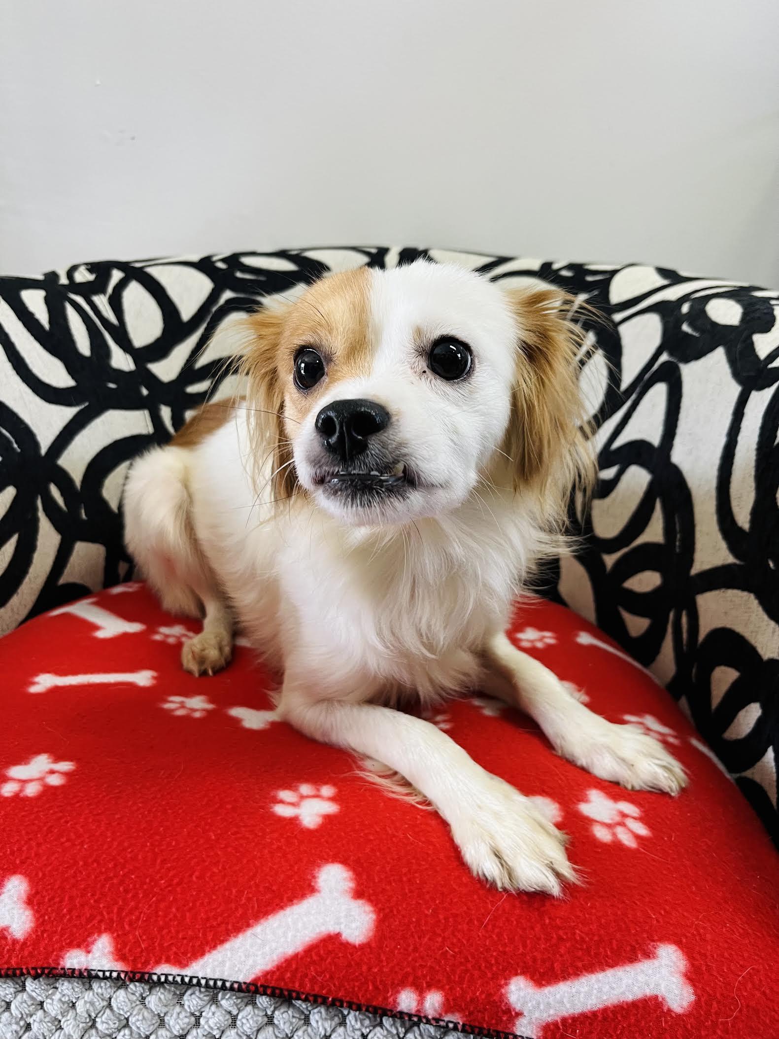 Slinky, an adoptable Papillon, Mixed Breed in Palm City, FL, 34990 | Photo Image 1
