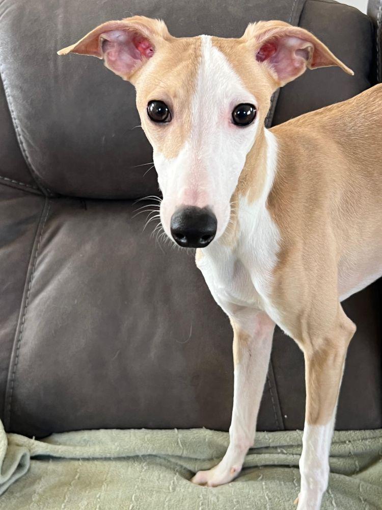 Mateo, an adopted mixed breed in Barrington, IL image 2/5