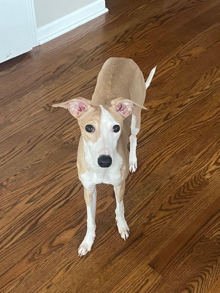 Mateo, an adopted mixed breed in Barrington, IL image 3/5