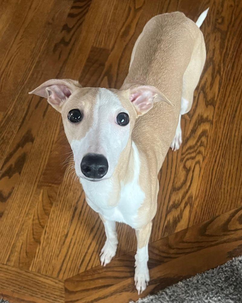 Mateo, an adopted mixed breed in Barrington, IL image 5/5