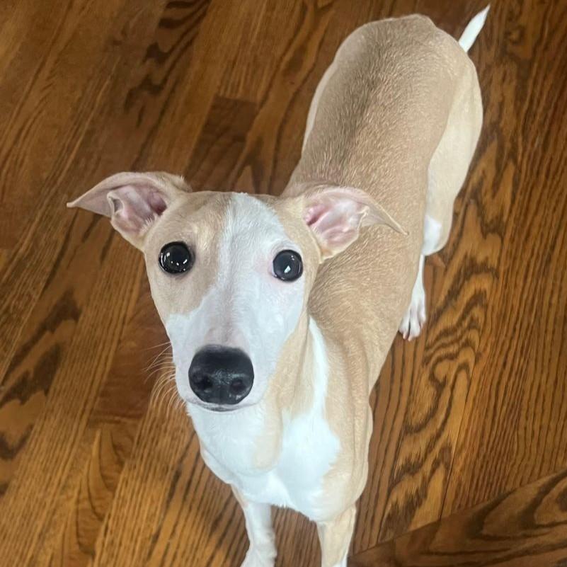 Mateo, an adopted mixed breed in Barrington, IL image 1/5