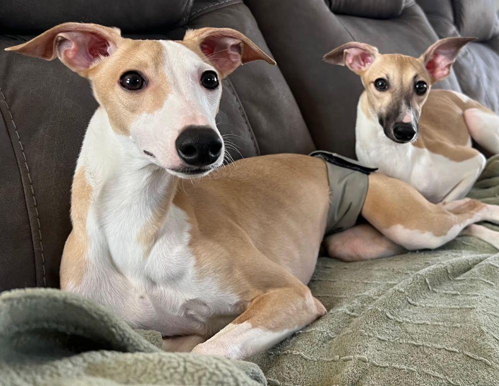 Mateo, an adopted mixed breed in Barrington, IL image 4/5