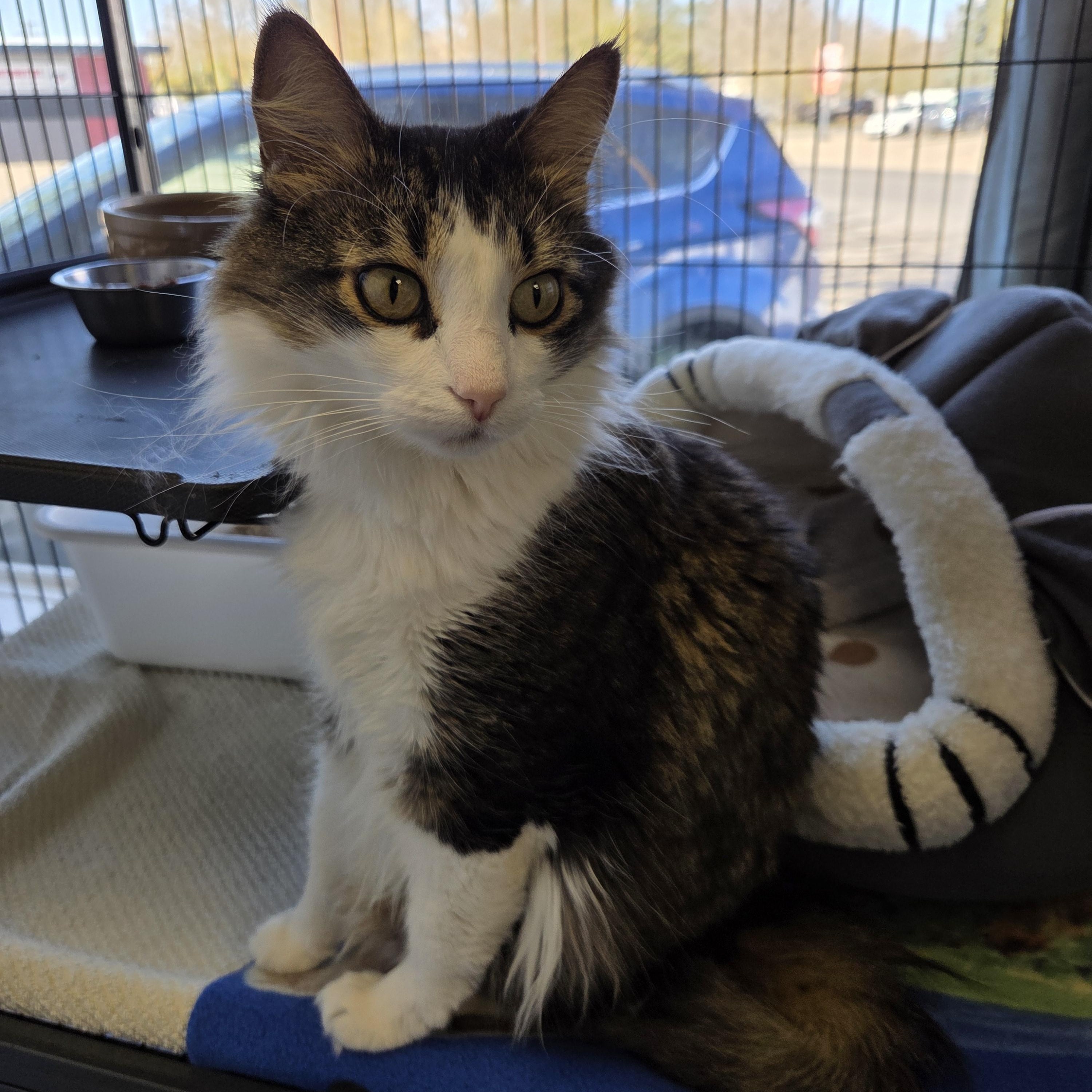 Hart, a Adoptable Domestic Long Hair in Brooks, AB image 1/3